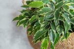 Ficus Benjamina Exotica tronc tressé - 250 cm - ø55 – Image 2
