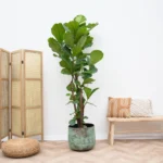 Ficus Lyrata ramifié XXL - 230cm - ø40 – Image 6