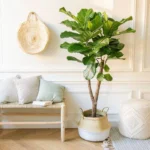Ficus Lyrata - Ø27cm - ↕120cm – Image 3