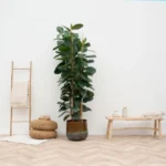 Ficus Elastica Robusta tronc - 140 cm - Ø32cm – Image 5