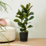 Ficus Elastica Belize - Ø12 ↕30 – Image 2