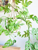 Monstera Minima - (Plante à trous) - 2 pièces - Ø15cm - ↕30cm – Image 8