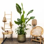 Strelitzia Nicolai incluant elho Greenville Round blanc - 160cm - Ø30 – Image 2