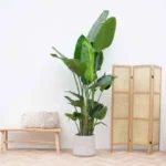 Strelitzia Nicolai incluant elho Greenville Round vert - 160cm - Ø30 – Image 3