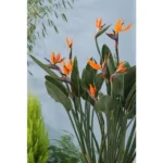 Strelitzia Reginae - 130 cm - Ø24 – Image 4