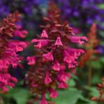 Salvia Salgoon Strawberry Lake (PT) - Ø17cm - ↕50cm – Image 3