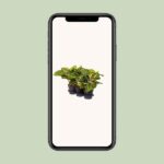 Aglaonema Spring Red - Ø19cm - ↕60cm – Image 4