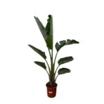 Strelitzia Augusta - 210cm - ⌀30 – Image 2