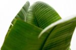 Strelitzia Augusta de luxe XXL - 250cm - ø38 – Image 5