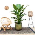Strelitzia Nicolai de luxe XXL - 250cm - ø40 – Image 3