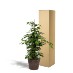 Ficus benjamina Danielle - Ø21cm - ↕95cm + Panier Igmar – Image 2