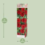 Dipladenia - Ø10 -5 ↕30 – Image 2