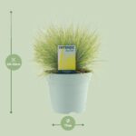 Festuca Glauca AmiGold - Ø17cm - ↕30cm – Image 2