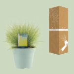 Festuca Glauca AmiGold - Ø17cm - ↕30cm – Image 3