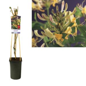 Lonicera Periclymenum +étiquette lumineuse - Ø17cm - ↕75cm