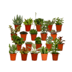 Mélange de succulentes - 20 pièces - Ø5 -5cm - ↕7 cm