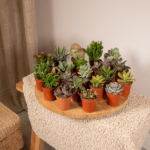 Mélange de succulentes - 20 pièces - Ø5 -5cm - ↕7 cm – Image 2