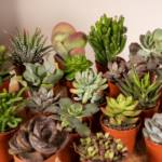 Mélange de succulentes - 20 pièces - Ø5 -5cm - ↕7 cm – Image 3
