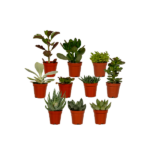 Mélange de succulentes - 10 pièces - Ø5 -5cm - ↕7cm