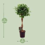 Ficus Micr. Moclame - Ø23cm - ↕110cm – Image 2