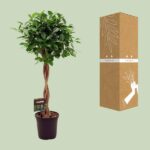 Ficus Micr. Moclame - Ø23cm - ↕110cm – Image 3