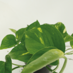 2x Epipremnum Aureum - Scindapsus - 25cm - ø15 – Image 3