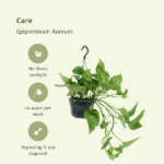 2x Epipremnum Aureum - Scindapsus - 25cm - ø15 – Image 5