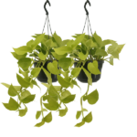 Epipremnum Golden Pothos (Scindapsus) - 2 pièces - Ø15cm - ↕25cm