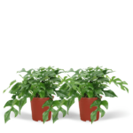 Monstera Minima - (Plante à trous) - 2 pièces - Ø15cm - ↕30cm