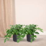 Monstera Minima - (Plante à trous) - 2 pièces - Ø15cm - ↕30cm – Image 2