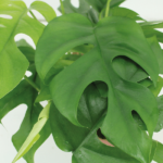 Monstera Minima - (Plante à trous) - 2 pièces - Ø15cm - ↕30cm – Image 3