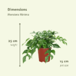 Monstera Minima - (Plante à trous) - 2 pièces - Ø15cm - ↕30cm – Image 4