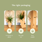 Monstera Minima - (Plante à trous) - 2 pièces - Ø15cm - ↕30cm – Image 6
