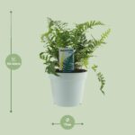 Polypodium Vulgare - Ø17cm - ↕40cm – Image 2