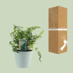 Polypodium Vulgare - Ø17cm - ↕40cm – Image 3