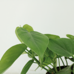 2x Philodendron Scandens - 15cm - ø12 – Image 3