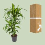 Dracaena Hawaiiana - Ø19cm - ↕90cm – Image 3