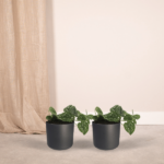 2x Scindapsus Pictus - Epipremnum - 15cm - ø12 – Image 2