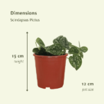 2x Scindapsus Pictus - Epipremnum - 15cm - ø12 – Image 4