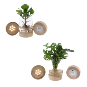 Kingston en verre + LED Duo Monstera/Clusia - 2 pièces - Ø12cm - ↕30cm