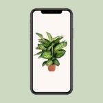 Dieffenbachia Camilla - Ø21cm - ↕75cm – Image 4