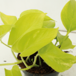 Epipremnum Golden Pothos (Scindapsus) - 4 pièces - Ø12cm - ↕15cm – Image 3