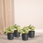 4x Epipremnum Happy Leaf - Scindapsus - 15cm - ø12 – Image 2