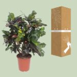 Codiaeum Magnificent (Croton Magnificent) - Ø27cm - ↕110cm – Image 3