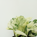 4x Epipremnum Happy Leaf - Scindapsus - 15cm - ø12 – Image 3