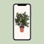 Codiaeum Magnificent (Croton Magnificent) - Ø27cm - ↕110cm – Image 4