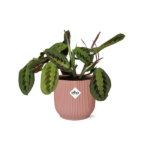 Maranta Leuconeura ‘Fascinator’ Tricolor in ELHO Vibes Fold 14cm rose