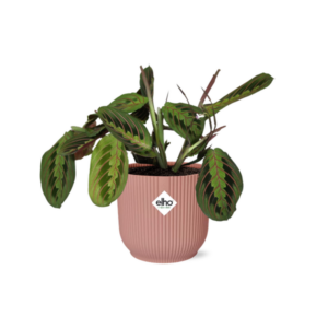 Maranta Leuconeura ‘Fascinator’ Tricolor in ELHO Vibes Fold 14cm rose