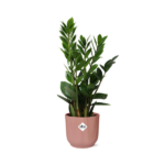 Zamioculcas – Hauteur 45-50 in ELHO Vibes Fold 14cm rose