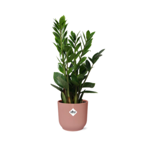 Zamioculcas – Hauteur 45-50 in ELHO Vibes Fold 14cm rose